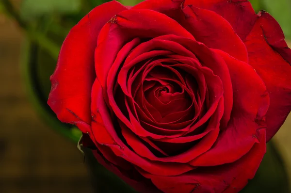 Bright red rose showing petals — Stock Photo, Image