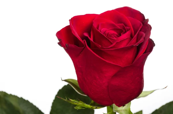 Single bright red rose isolated — Stock Photo, Image