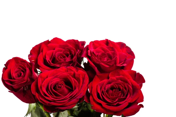 Bright red roses isolated on white — Stock Photo, Image