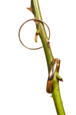 Gül kök dikenler halkaları ile