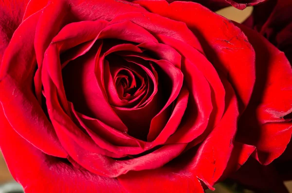 Single red rose showing petals — Stock Photo, Image