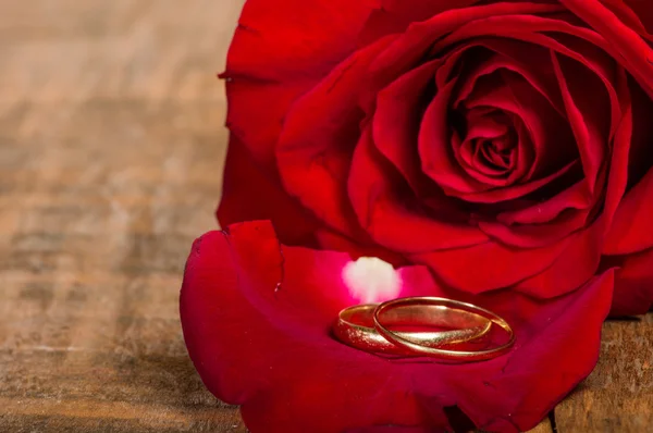 Red rose petal with gold rings — Stock Photo, Image