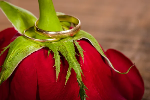 金の指輪と赤いバラ — ストック写真
