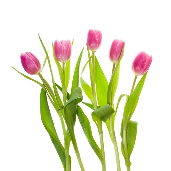 Buquê de tulipas rosa isolado em branco — Fotografia de Stock