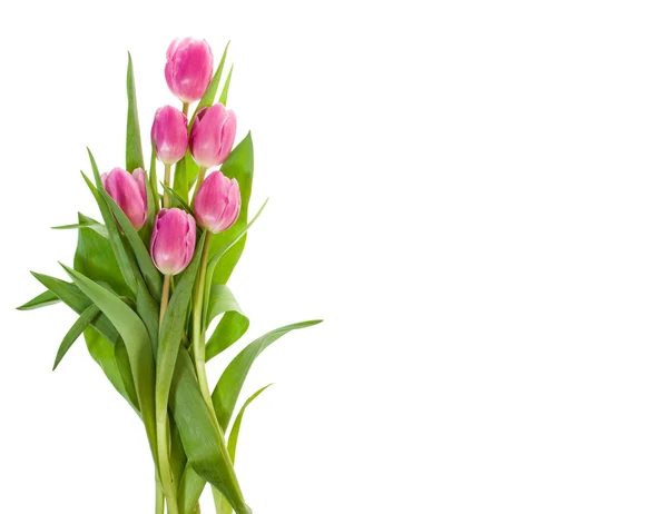 Buquê de tulipas rosa isolado em branco — Fotografia de Stock