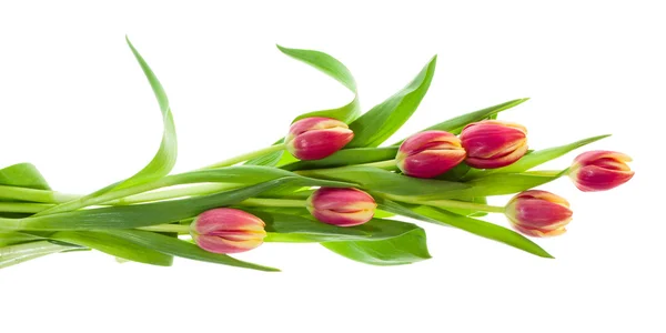 Buquê de tulipas rosa e amarela em branco — Fotografia de Stock