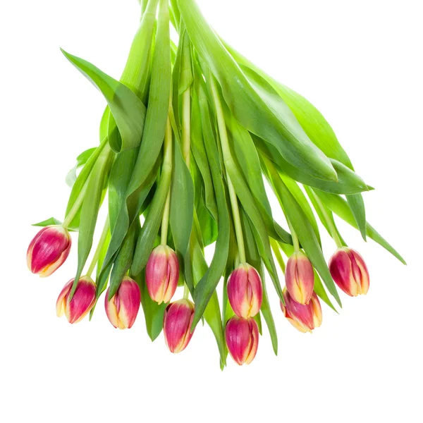 Buquê de tulipas rosa e amarela em branco — Fotografia de Stock