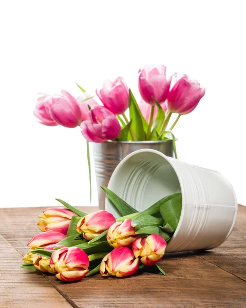 Fresh tulips in a white metal container — Stock Photo, Image