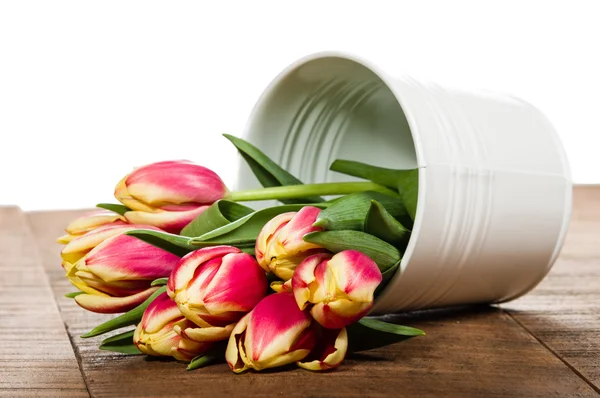 Fresh tulips in a white metal container — Stock Photo, Image