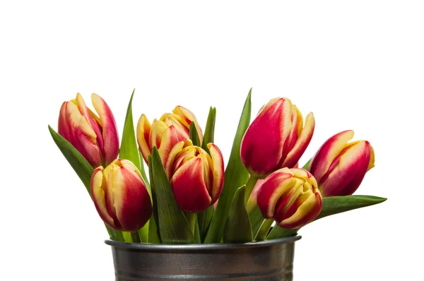 Recipiente de prata com tulipas frescas — Fotografia de Stock