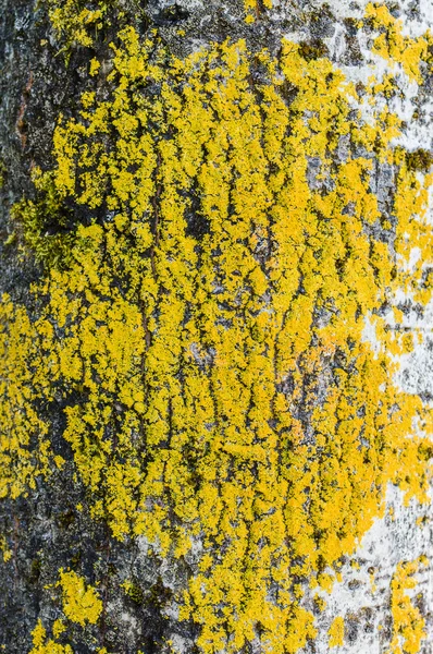 Casca de árvore áspera com líquen amarelo — Fotografia de Stock