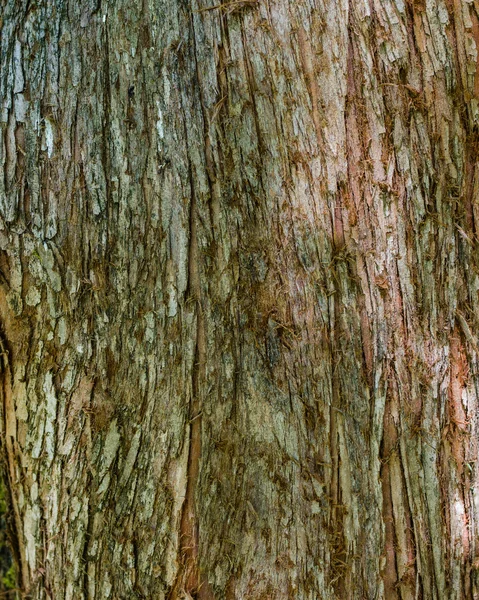 Hrubý vzor kůra stromu pro použití jako texturu — Stock fotografie
