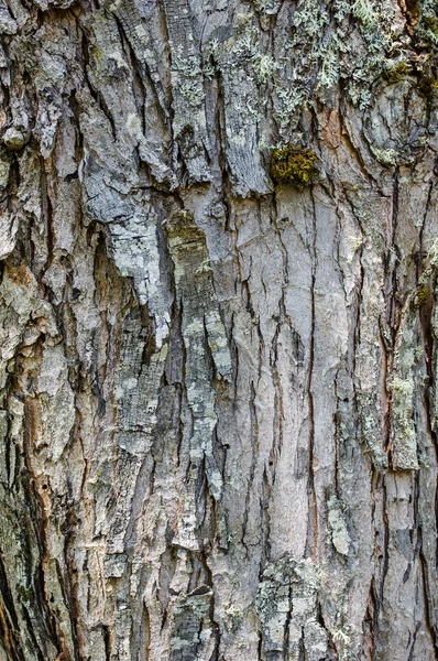 Hrubý vzor kůra stromu pro použití jako texturu — Stock fotografie