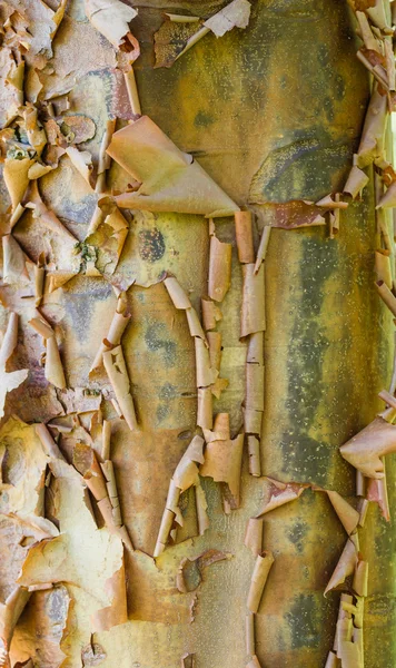 Peeling corteccia d'albero che mostra una consistenza ruvida — Foto Stock