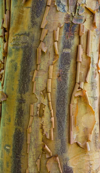 Loupání kůry stromů ukazuje hrubé textury — Stock fotografie