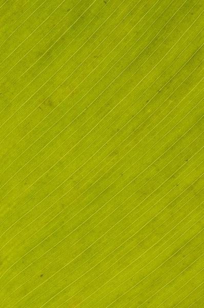 Green leaf backlit to show vein detail — Stock Photo, Image