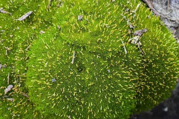 Зеленый мох, растущий на скале — стоковое фото