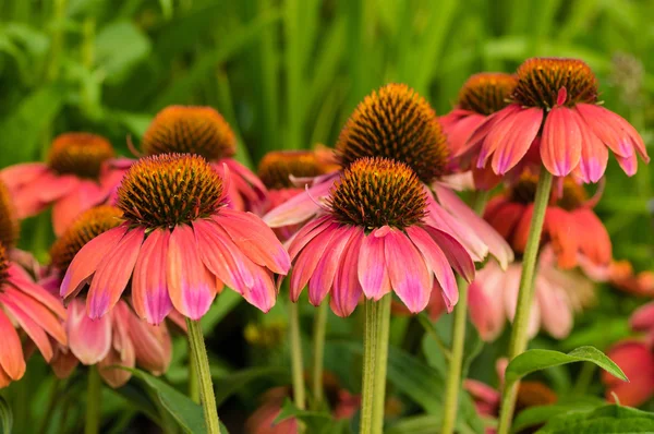 Pink Echinacea flowers in bloom — Stock Photo, Image