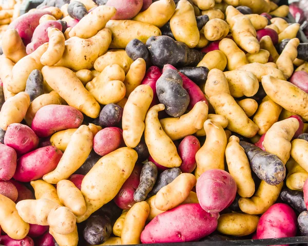 Färgglada fingerling potatis på marknaden — Stockfoto