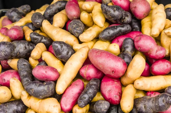 Färgglada fingerling potatis på marknaden — Stockfoto