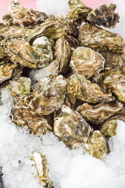 Fresh oysters displayed on ice — Stock Photo, Image