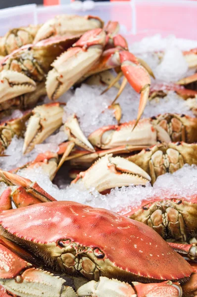 Buz üstünde taze dungeness Yengeç — Stok fotoğraf