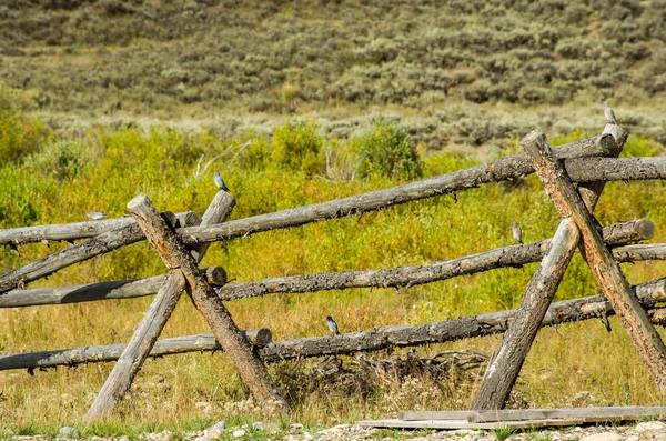 Buck en rail hek in landelijk gebied — Stockfoto