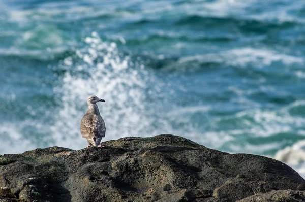 Gabbiano marino immaturo a guardare l'acqua — Foto Stock