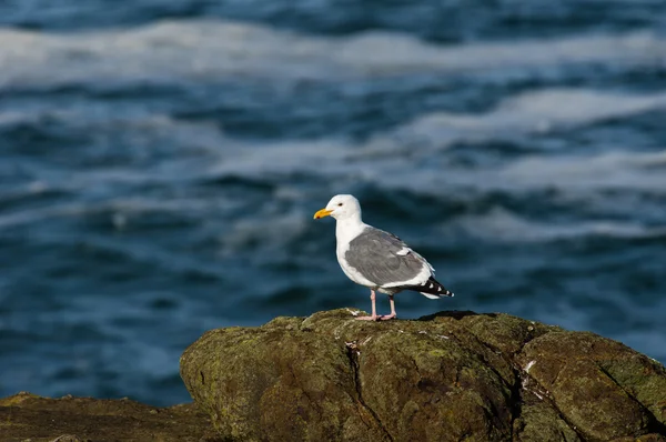 Western gull on rocky shore — Stock Photo, Image