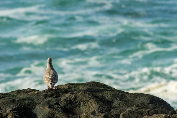 Immature sea gull watching the water — Stock Photo, Image