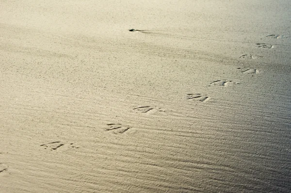 Bird tracks or footprints in sand — Stock Photo, Image