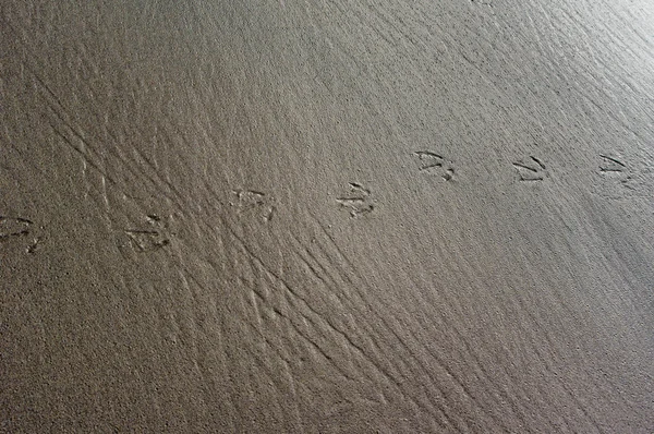 Vogelspuren oder Fußabdrücke im Sand — Stockfoto