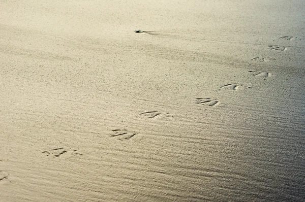 Huellas de aves o pisadas en arena Imagen de stock