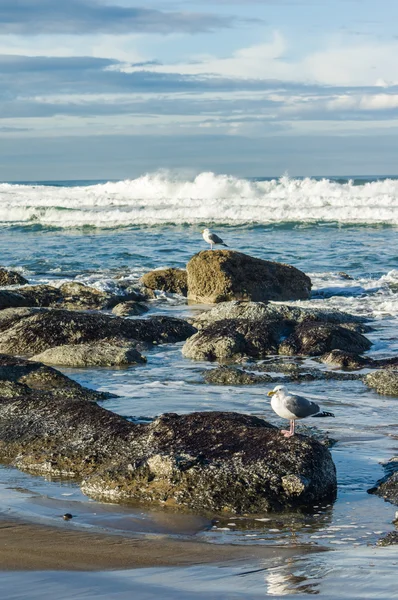 Zone de marée avec mouettes — Photo