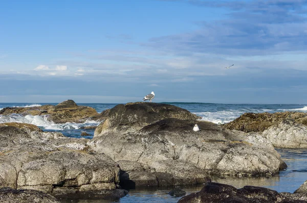 Seagulls searching tidal area for food — Stock Photo, Image