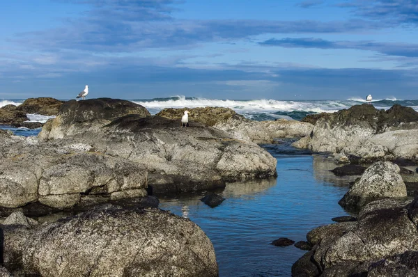 Seagulls searching tidal area for food — Stock Photo, Image