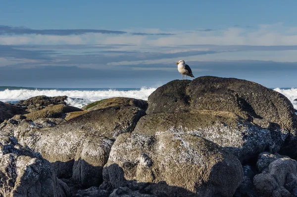 Rock på kusten med havsfiskmåsen tittar — Stockfoto