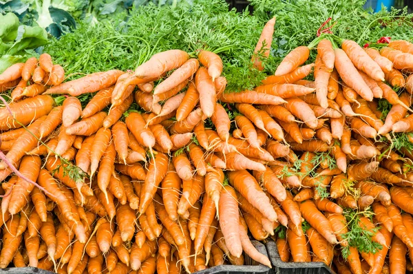 Orange fresh dug carrots at the market — Stock Photo, Image