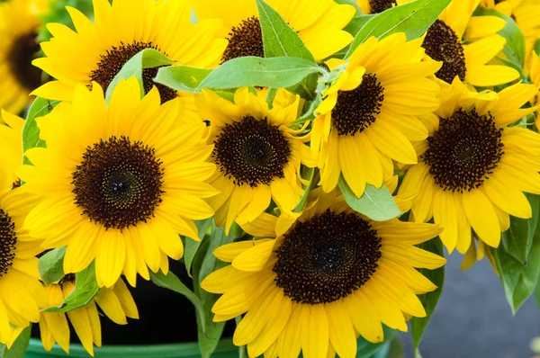 Piante gialle di girasole in fiore — Foto Stock