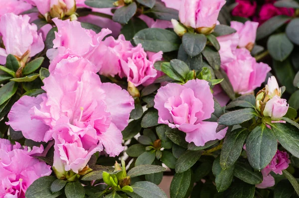 Azalea bush with pink flowers — Stock Photo, Image