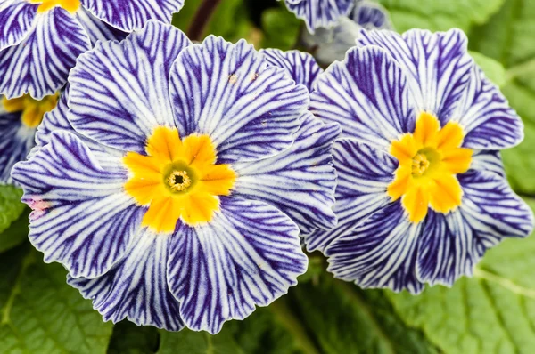 Primrose blommor med blå ränder — Stockfoto