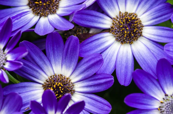 Fiori blu aster con petali — Foto Stock