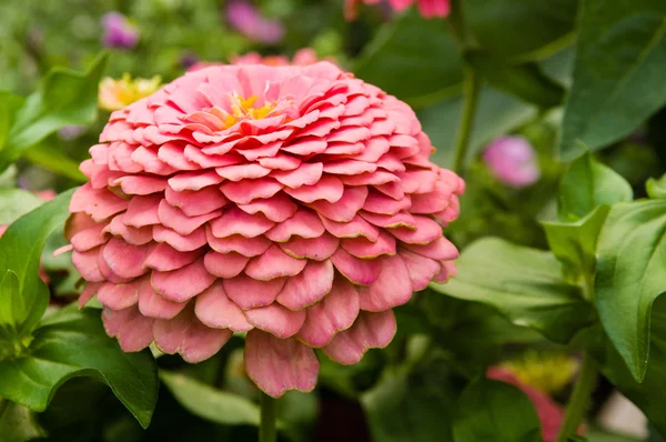 Rosa zinnia blomma med skiktad kronblad — Stockfoto