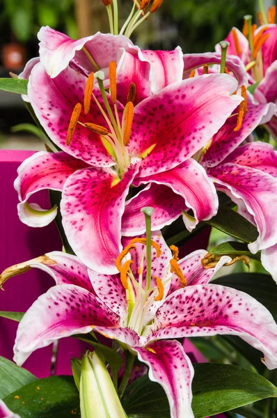 Lírio tigre rosa com flores abertas — Fotografia de Stock