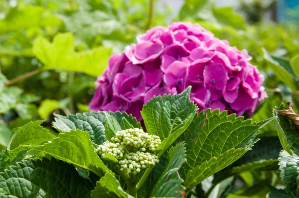 Purple or pink hydrangea flowers