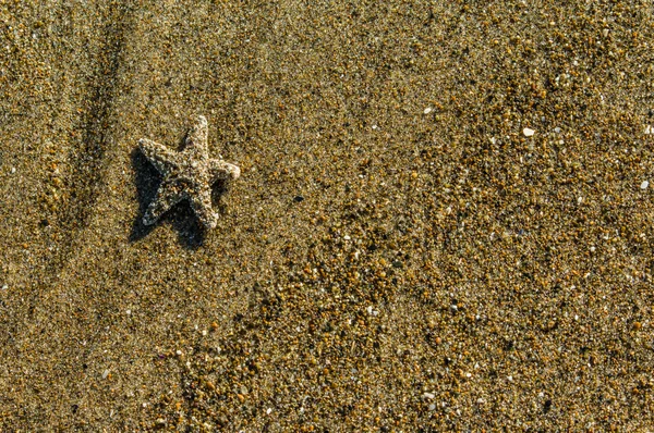 Fondo de arena con pequeñas estrellas de mar —  Fotos de Stock