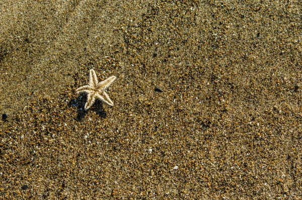 Pequeña estrella de mar en la playa de arena —  Fotos de Stock