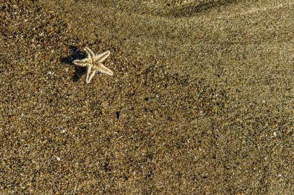 Pequeña estrella de mar en la playa de arena —  Fotos de Stock