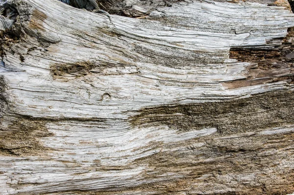 Texturou povrchu velkého kusu dřeva — Stock fotografie