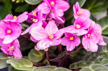 Pembe African Violet çiçek yaprakları ile
